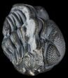 Enrolled Eldredgeops (Phacops) Trilobite - New York #50303-3